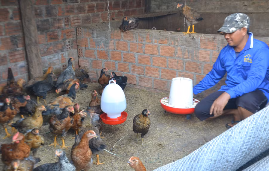 Lứa gà ta lai chọi thả vườn hơn 80 ngày tuổi của gia đình chị Puih H’ Ani, ở làng Blang 1, xã Ia Dêr, huyện Ia Grai. Ảnh: Hoàng Cư Lứa gà ta lai chọi thả vườn hơn 80 ngày tuổi của gia đình chị Puih H’ Ani, ở làng Blang 1, xã Ia Dêr, huyện Ia Grai. Ảnh: Hoàng Cư