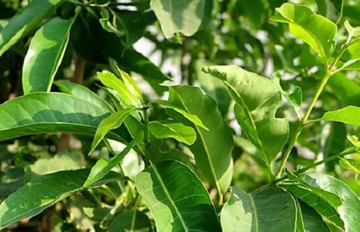 Nước lá vối là loại nước được nhiều người yêu thích nhưng không phải ai cũng biết tác dụng của lá vối