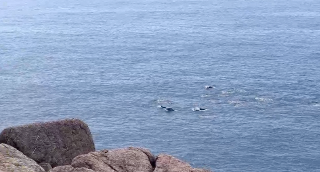 Đàn cá heo xuất hiện trên vùng biển Mũi Điện Đàn cá heo xuất hiện trên vùng biển Mũi Điện