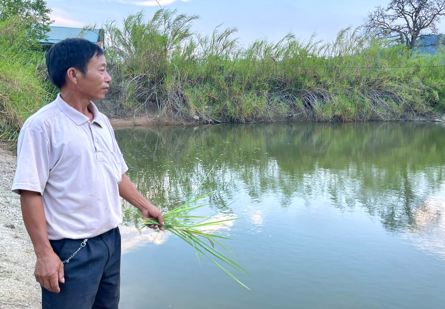 Tận dụng 3 ao nước tưới phục vụ cây trồng, ông Nguyễn Đức Thắng (làng Pờ Ngăl, xã Kông Lơng Khơng, huyện Kbang) thả cá nuôi, mỗi năm thu nhập tăng thêm 50-60 triệu đồng. Ảnh: Minh Phương Tận dụng 3 ao nước tưới phục vụ cây trồng, ông Nguyễn Đức Thắng (làng Pờ Ngăl, xã Kông Lơng Khơng, huyện Kbang) thả cá nuôi, mỗi năm thu nhập tăng thêm 50-60 triệu đồng. Ảnh: Minh Phương