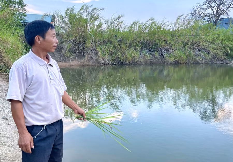 Tận dụng 3 ao nước tưới phục vụ cây trồng, ông Nguyễn Đức Thắng (làng Pờ Ngăl, xã Kông Lơng Khơng, huyện Kbang) thả cá nuôi, mỗi năm thu nhập tăng thêm 50-60 triệu đồng. Ảnh: Minh Phương