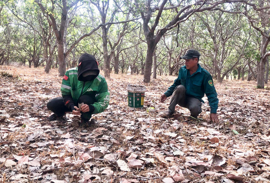 Ông Nguyễn Văn Cương (bìa phải, thôn 2, xã Ia Tô, huyện Ia Grai) phải đi nhặt từng hạt điều dưới gốc cây. Ảnh: L.N