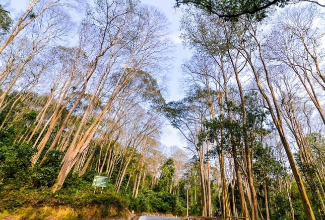 Góc rừng săng lẻ Tương Dương