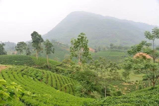 Đồi chè hữu cơ ở vùng chè La Bằng, Thái Nguyên