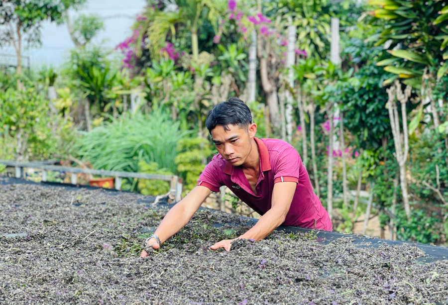 Anh Nguyễn Vũ Phú Trường đặc biệt chú trọng công đoạn phơi sấy trà. Ảnh: M.K Anh Nguyễn Vũ Phú Trường đặc biệt chú trọng công đoạn phơi sấy trà. Ảnh: M.K