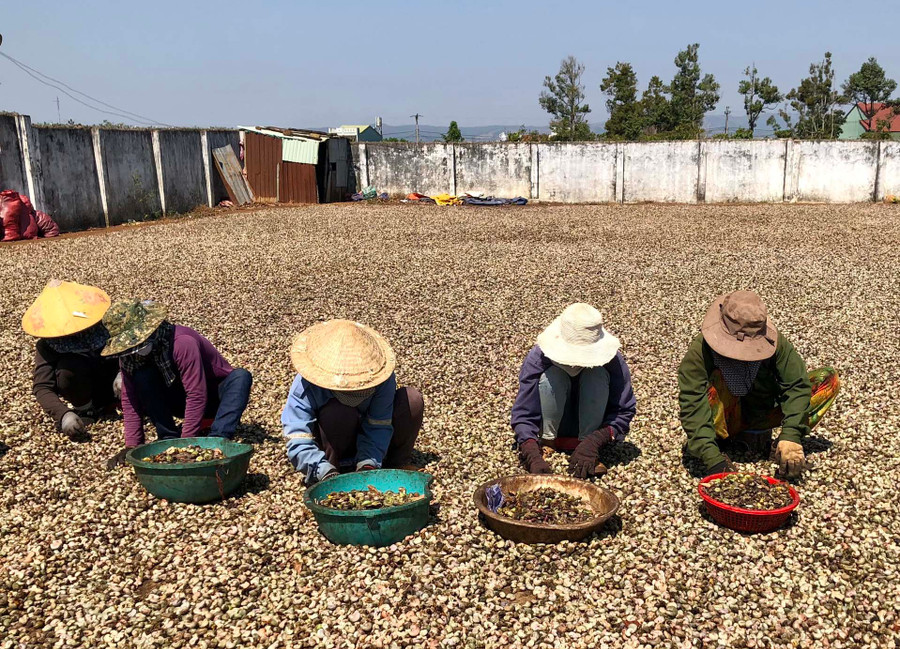 Người dân huyện Đức Cơ phơi điều để đưa vào chế biến. Ảnh: L.N