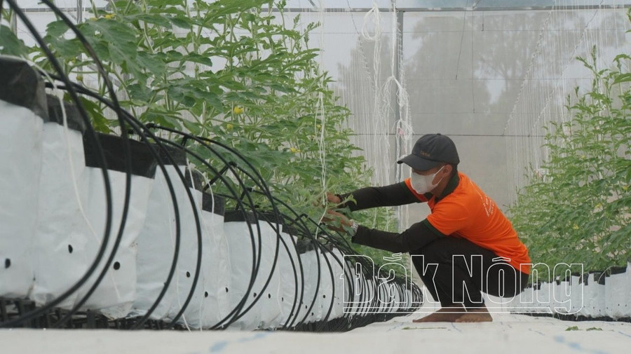 Người lao động chăm sóc cây trồng tại Công ty cổ phần Nông nghiệp sạch Đắk Nông (Gia Nghĩa)