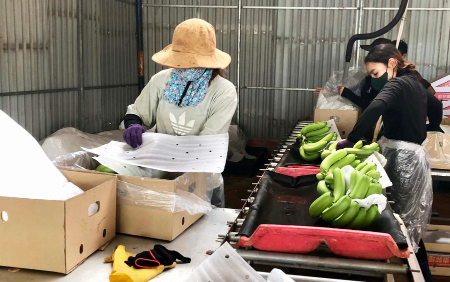 Công nhân sơ chế và đóng gói chuối tại Công ty cổ phần Nông nghiệp công nghệ cao Hưng Sơn (huyện Đak Đoa). Ảnh: L.N