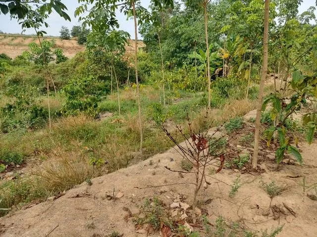 Thiếu nước tưới khiến nhiều diện tích cà phê đã chết khô