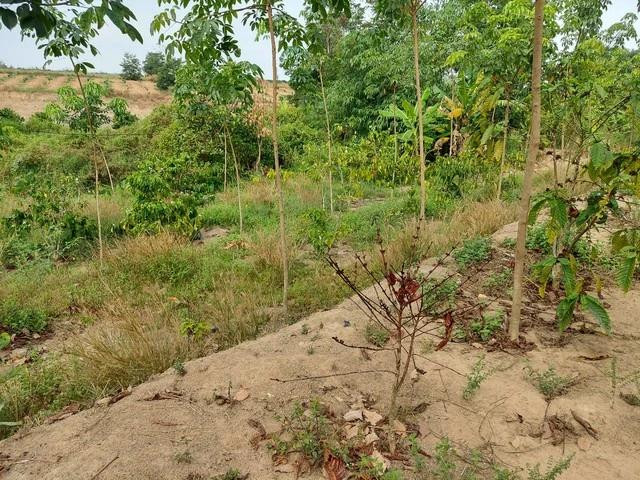 Thiếu nước tưới khiến nhiều diện tích cà phê đã chết khô