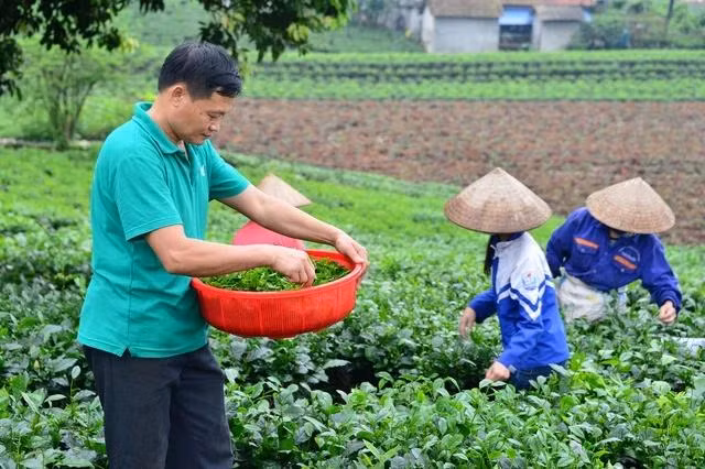 Thu hoạch búp chè vụ xuân ở xóm Hồng Thái 2, Tân Cương, Thái Nguyên