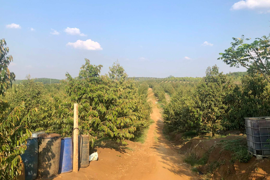 Trang trại trồng sầu riêng quy mô khoảng 70 ha tại làng Hrang, xã Ia Kriêng, huyện Đức Cơ. Ảnh: L.N