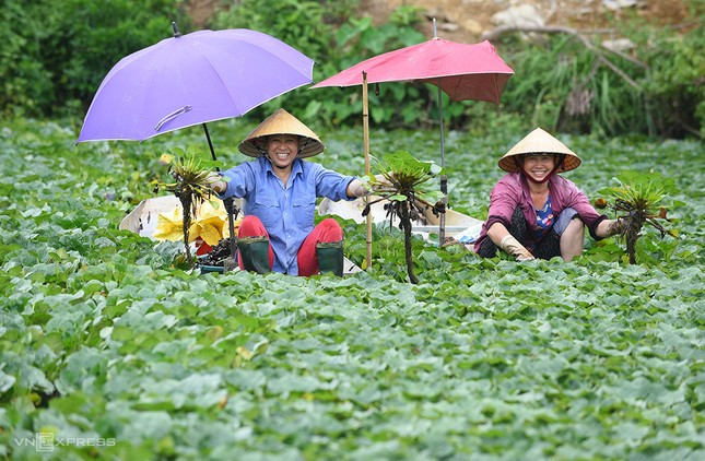 Thu hoạch ấu