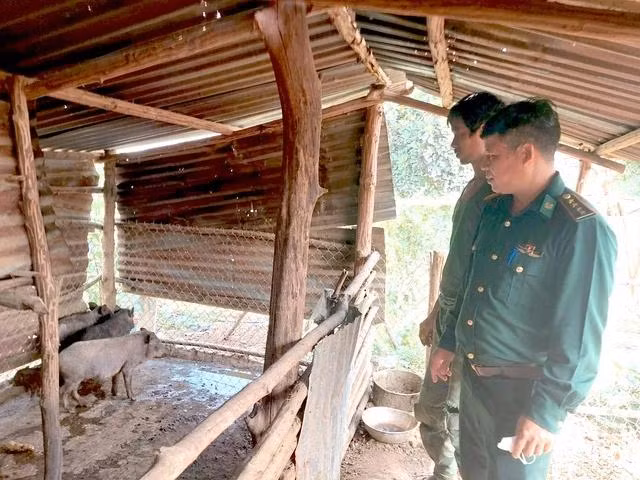 Anh A Hợp được BĐBP hỗ trợ vốn mua lợn giống bản địa để phát triển kinh tế