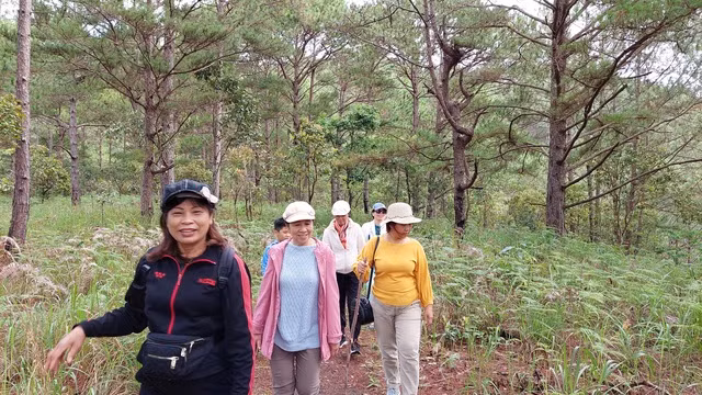 Chị Nguyễn Thị Lê dẫn đầu đoàn khách vào rừng thông hái nấm