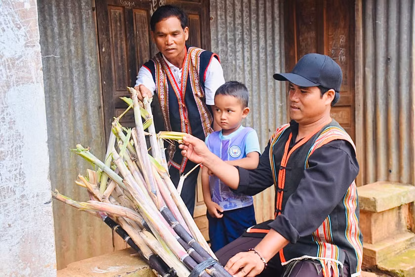 Ông Kơ Pă Jiâu (bìa trái; làng Nhao 2) hướng dẫn dân làng cách trồng mía tím. Ảnh: N.S Ông Kơ Pă Jiâu (bìa trái; làng Nhao 2) hướng dẫn dân làng cách trồng mía tím. Ảnh: N.S