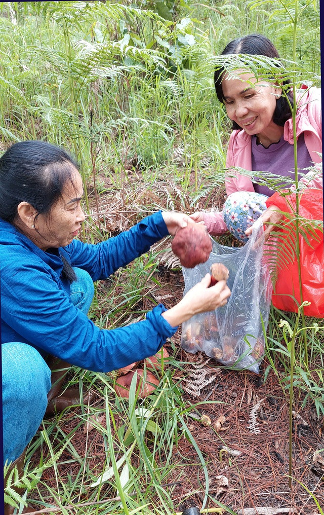 Mùa hái nấm là mùa hẹn lên Đà Lạt của nhiều khách du lịch Mùa hái nấm là mùa hẹn lên Đà Lạt của nhiều khách du lịch