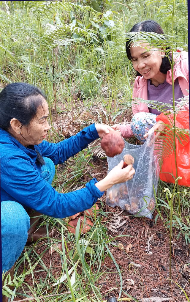 Mùa hái nấm là mùa hẹn lên Đà Lạt của nhiều khách du lịch