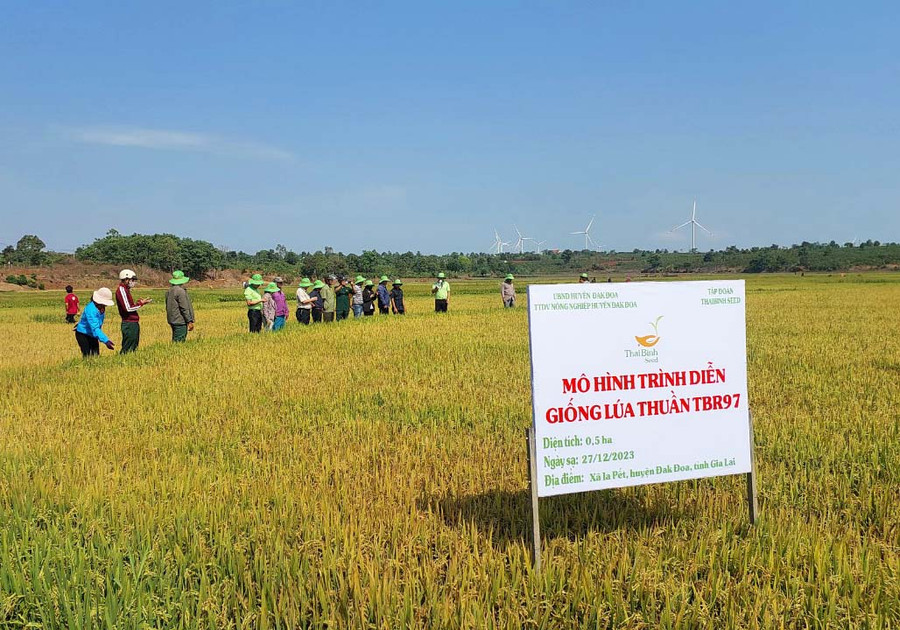 Người dân xã Ia Pết (huyện Đak Đoa) sẽ đưa giống lúa mới năng suất, chất lượng cao vào sản xuất vụ mùa 2024. Ảnh: N.D Người dân xã Ia Pết (huyện Đak Đoa) sẽ đưa giống lúa mới năng suất, chất lượng cao vào sản xuất vụ mùa 2024. Ảnh: N.D