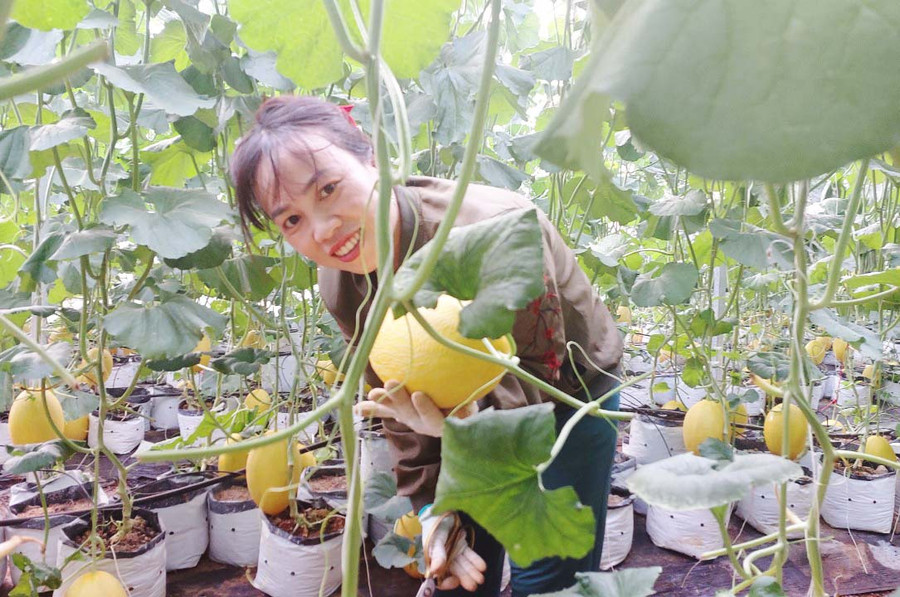 Bà Thu đang thu hoạch dưa lưới cung cấp cho người dân và thương lái. Ảnh: N.D Bà Thu đang thu hoạch dưa lưới cung cấp cho người dân và thương lái. Ảnh: N.D