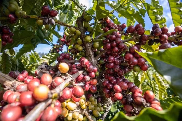 Giá cà phê bất ngờ tăng mạnh, đồng loạt