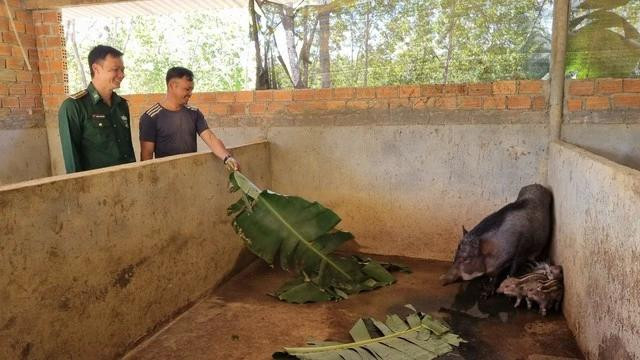 Nhờ nuôi lợn, kinh tế gia đình A Tuấn đã thay đổi rõ rệt Nhờ nuôi lợn, kinh tế gia đình A Tuấn đã thay đổi rõ rệt