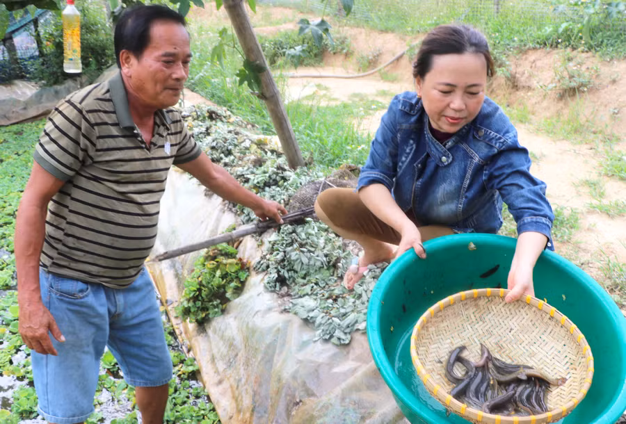 Vợ chồng ông Nguyễn Hùng Hiệu (thôn An Xuân 3, xã Xuân An, thị xã An Khê) bắt cá chạch sụn để bán. Ảnh: N.M