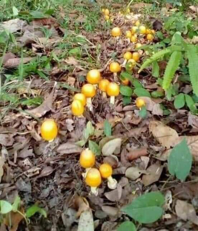 Rất nhiều nấm trứng gà từ lớp lá mục trồi lên Rất nhiều nấm trứng gà từ lớp lá mục trồi lên