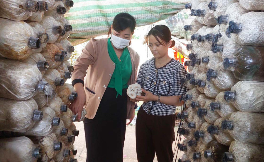 Chị Nguyễn Thị Hoài Phương (bìa phải, tổ 3, thị trấn Phú Hòa) thu hoạch nấm tại trang trại. Ảnh: N.D Chị Nguyễn Thị Hoài Phương (bìa phải, tổ 3, thị trấn Phú Hòa) thu hoạch nấm tại trang trại. Ảnh: N.D