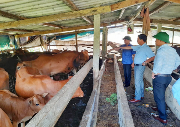 Bò vàng A Lưới được người dân chăn nuôi, cải thiện kinh tế. Bò vàng A Lưới được người dân chăn nuôi, cải thiện kinh tế.