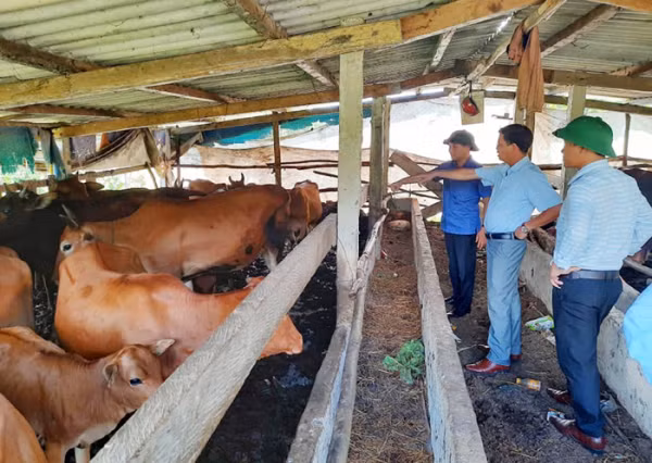 Bò vàng A Lưới được người dân chăn nuôi, cải thiện kinh tế.