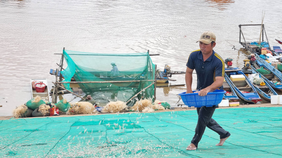 Anh Phạm Quang Chênh (huyện Tân Hiệp, tỉnh Kiên Giang) tất bật phơi cá cơm trên bờ hồ.
