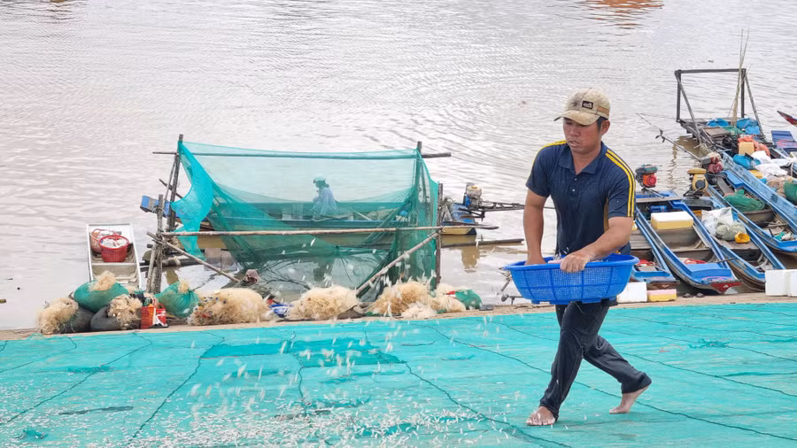 Anh Phạm Quang Chênh (huyện Tân Hiệp, tỉnh Kiên Giang) tất bật phơi cá cơm trên bờ hồ.