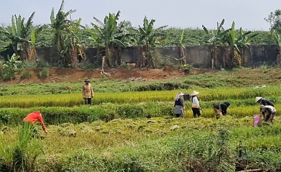 Nông dân hăng say thu hoạch lúa dưới cái nắng càng tô điểm cho bức tranh thêm sinh động, cuốn hút.