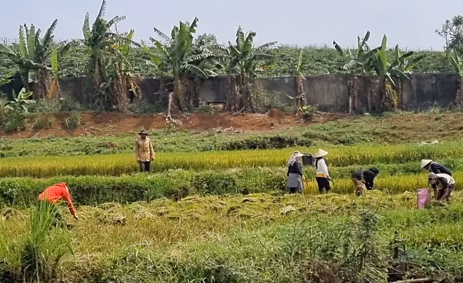 Nông dân hăng say thu hoạch lúa dưới cái nắng càng tô điểm cho bức tranh thêm sinh động, cuốn hút.