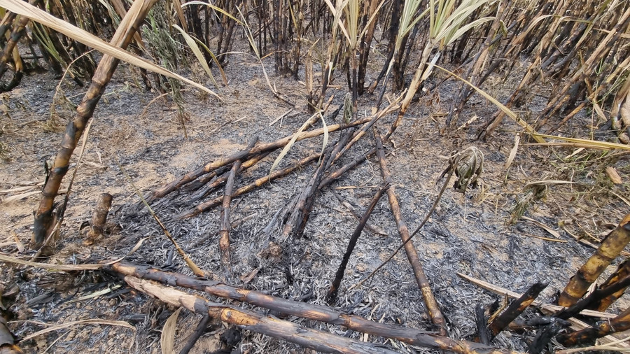 Mía bị cháy không chỉ thiệt hại về kinh tế mà còn ảnh hưởng tới vụ sản xuất tiếp theo. Ảnh: Hà Phương