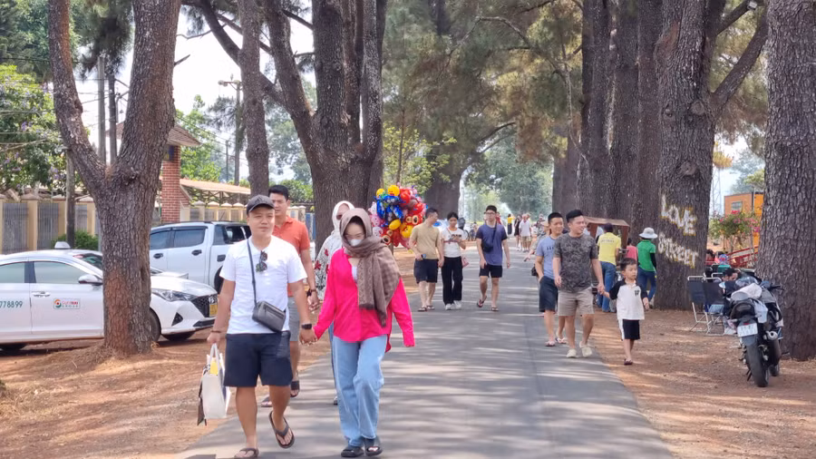 Du khách thưởng ngoạn tại khu vực hàng thông trăm tuổi tại xã Nghĩa Hưng, huyện Chư Păh.