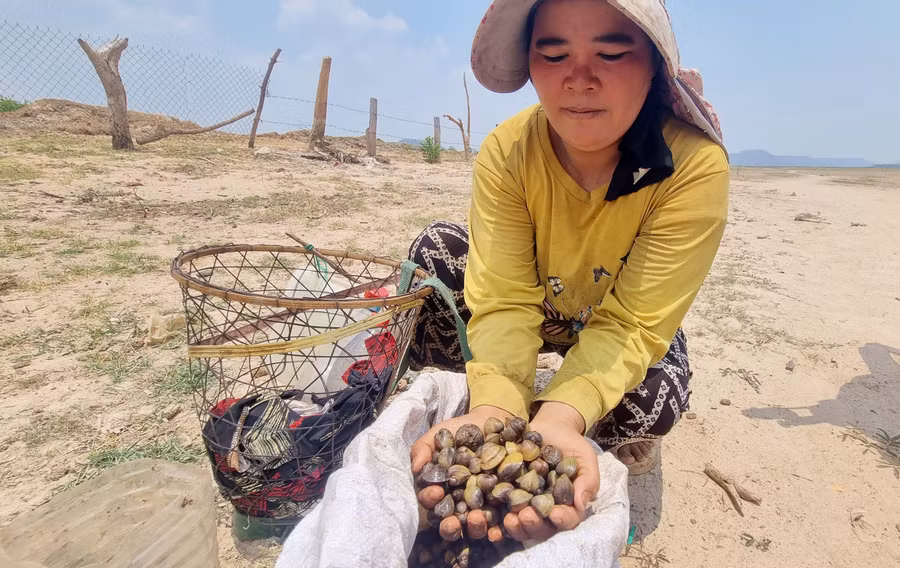 Chị Rơ Mah Den (làng Amil, xã Ayun) bộc bạch: “Ngày nào đi sớm thì tôi cũng bắt được từ 7-10 kg hến. Tôi đi bắt hến chủ yếu mang về để ăn, ăn không hết thì bán bớt cho người dân trong làng”.
