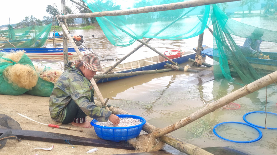 Chị Nguyễn Thị Hường (quê huyện Tân Châu, tỉnh Tây Ninh) đang cần mẫn vớt những rổ cá cơm lên để phơi khô.