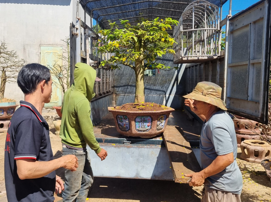 Bắt đầu từ Mùng 6 Tết, các nhà vườn chăm sóc mai trên địa bàn TP. Pleiku đã tất bật với công việc cắt tỉa cành nhánh, thay đất, thay chậu, vào phân chăm sóc những chậu mai khách hàng vừa chở đến gửi chăm sóc.
