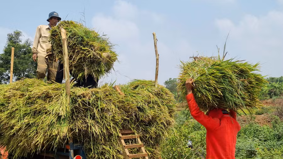 Nông dân vẫn tất bật gùi lúa từ ruộng lên.