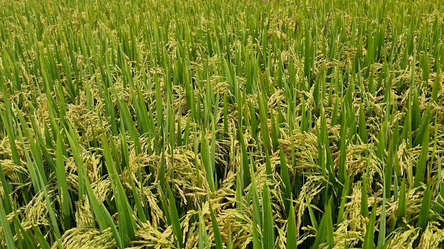 Trên cánh đồng tại làng Ốp, lúa chín khoác lên mình chiếc áo vàng ruộm làm nên vẻ đẹp của vùng ven đô thành phố.