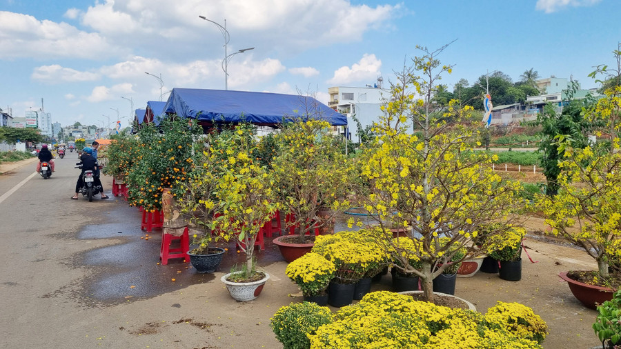 Giá hoa năm nay được cho là rẻ hơn so với mọi năm. Giá hoa năm nay được cho là rẻ hơn so với mọi năm.