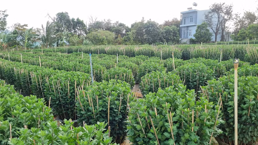 Các chậu cúc hiện đang ở giai đoạn buộc dây, giăng lưới để giữ cho thân cây thẳng. Nếu theo đúng dự kiến thì đến cuối tháng 11 (Âm lịch) cúc sẽ bắt đầu trổ nụ. Khi đó nhà vườn sẽ thuê thêm người ngắt nụ phụ, chỉ để lại mỗi cây 1 nụ chính và tiếp tục chăm sóc đến ngày xuất bán.