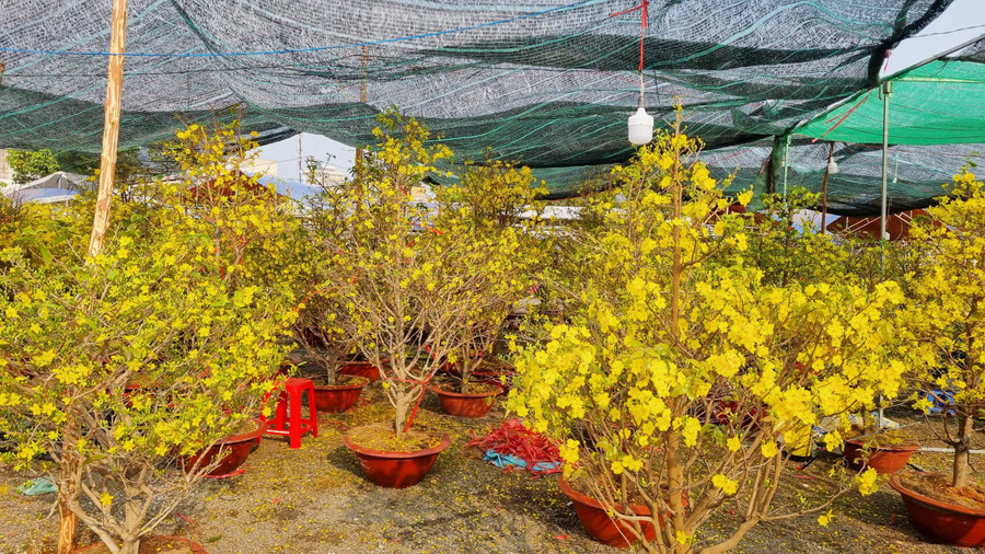 Năm nay khí hậu nóng nên hoa mai nở sớm, nhiều tiểu thương thua lỗ. Năm nay khí hậu nóng nên hoa mai nở sớm, nhiều tiểu thương thua lỗ.