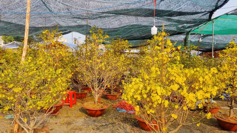 Năm nay khí hậu nóng nên hoa mai nở sớm, nhiều tiểu thương thua lỗ.