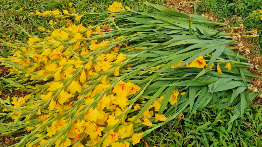 Hoa nở sớm bà con nhổ bỏ cho bò ăn. Ảnh: H.P