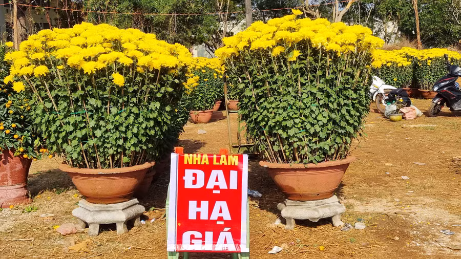 Quầy hàng hoa cúc tại đường Hoàng Đạo Thúy gắn bảng "Đại hạ giá" mà cũng vắng người mua.