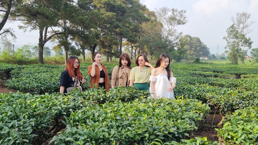 Nhóm bạn chị Nguyễn Thị Thu Thảo (đến từ tỉnh Thanh Hóa) chụp ảnh lưu niệm tại Biển Hồ chè. Ảnh: Hà Phương