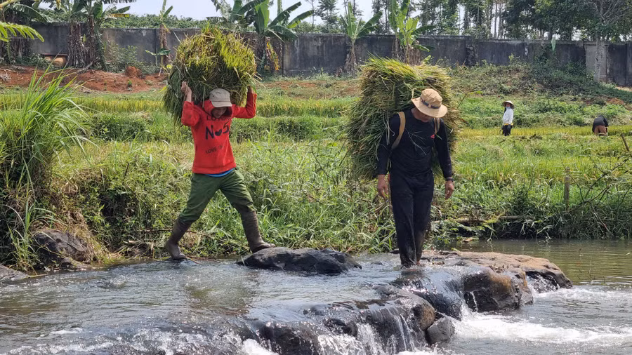Thường thì phụ nữ thì cắt lúa, còn đàn ông làm nhiệm vụ gom lúa và vận chuyển chất lên xe công nông chở về nhà.